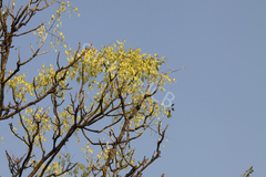 Ailanthus excelsa
